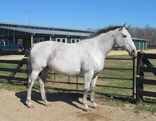 Abtenauer Horses